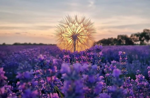 Closeup fluffy dandelion against vibrant sunset in the purple lavender field. Beautiful summer