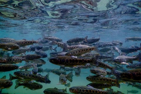 River Trout swim underwater, Trout underwater scene, Trout farm