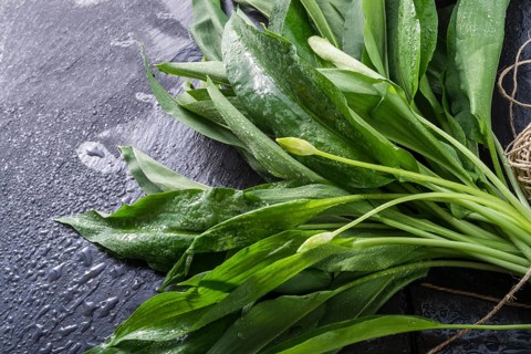 Bear's garlic