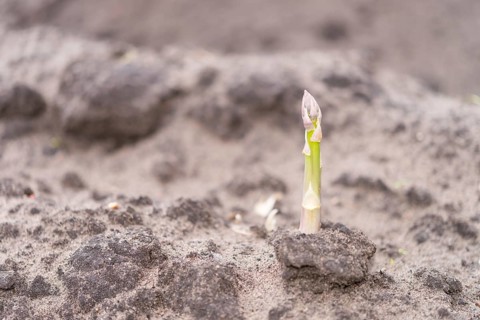 Asparagus on the field