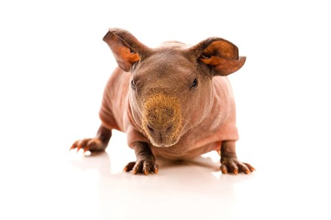 Skinny guinea pig on the white, poland