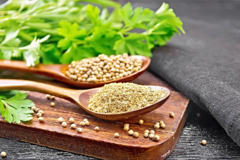 Coriander seeds and ground in two spoons, green fresh cilantro and a napkin on black wooden board