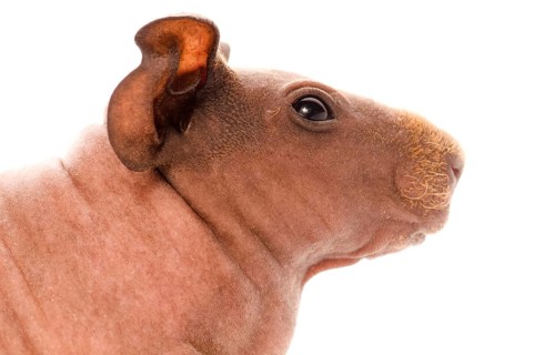 Skinny guinea pig on the white, lodz, poland