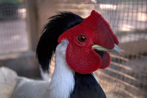 Silver Pheasant (Lophura nycthemera) with Vibrant Red Crest in Cage, Close-Up