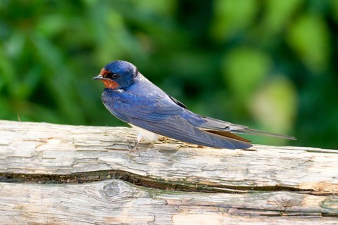 Barn Swallow Hirundo rustica, order Passeriformes, suborder Passeres, family Swallows
