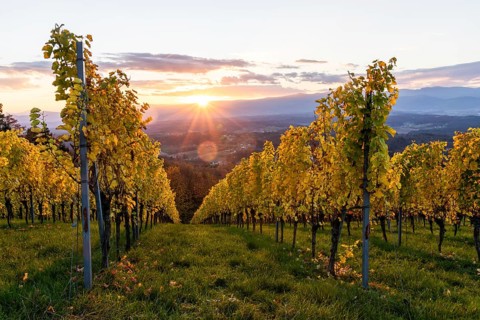 Vineyard in the evening light, cloudy mood at sunset on the Sausal Wine Route, St. Andrä-Höch,