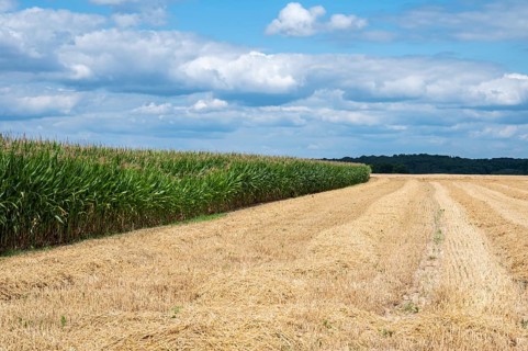 Golden harvested wheat fields at the Wallon countryside around Grez-Doiceau, Belgium, Europe