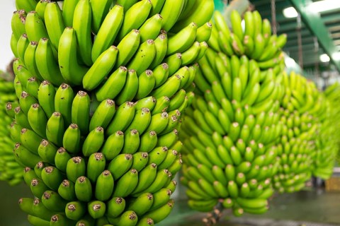 Canarian Banana Platano in La Palma canary Islands