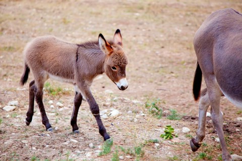 Baby donkey mule with mother in mediterranean Spain
