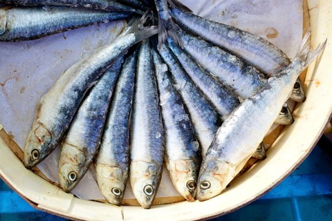 Brine salted sardines fish in round wood box in Mediterranean