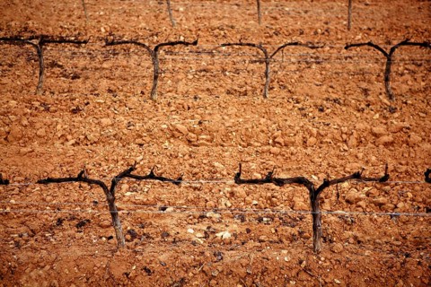 Grape vineyard outumn orange clay field, wine agriculture in a row