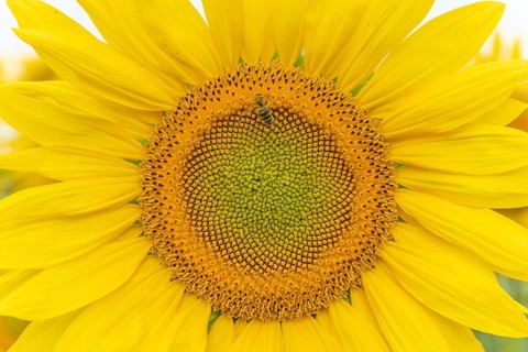 Detail of a sunflowers or sun (Helianthus annuus) grown for its edible seeds, flour and oil.