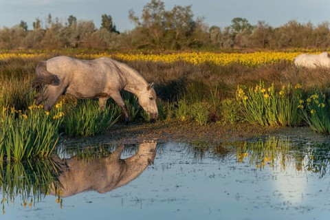 Camargue horses feeding in a swamp full of yellow irises. Saintes Maries de la Mer, Parc naturel