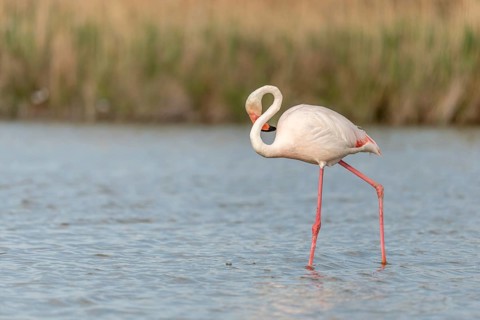 Greater Flamingo (Phoenicopterus roseus) in a swamp in spring. Saintes Maries de la Mer, Parc