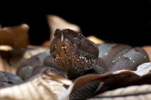 Flat nose pit viper hiding inside a leaves