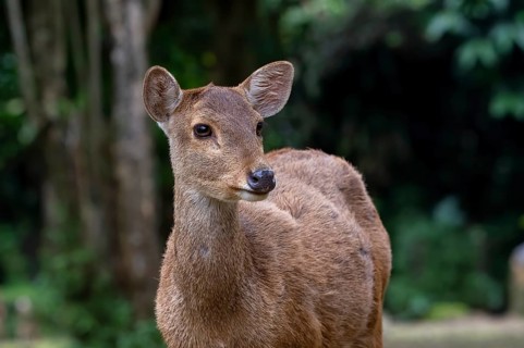 Close up photos of female sambar deer