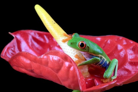 Close up photo of a red-eyed tree frog