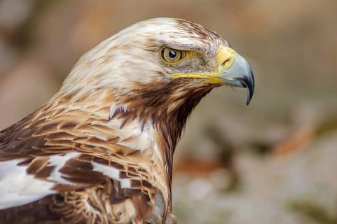 Portrait of the Iberian imperial eagle backgroud