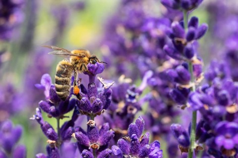 The bee pollinates the lavender flowers