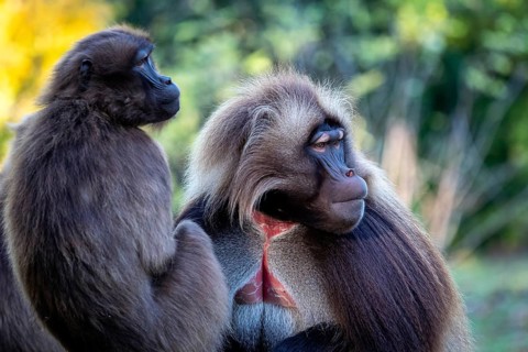Family of gelada baboons (Theropithecus gelada)