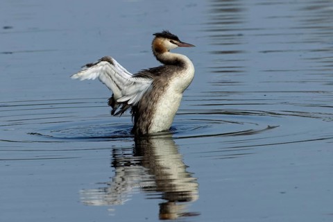 Great crested grebe adult bird with open wings swimming in water with reflection on the right