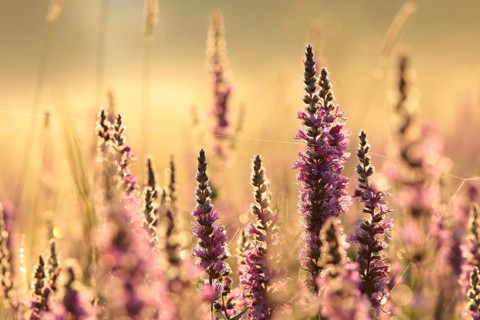 Loosestrife, Lythrum salicaria on a meadow at dawn