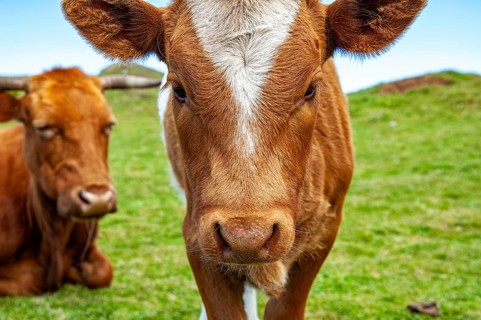 Close-up of a cow head