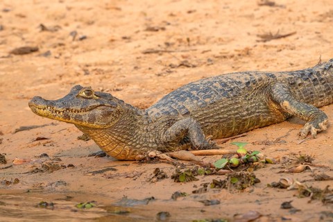 Caiman (Caimaninae), Crocodile (Alligatoridae), crocodile (Crocodylia), close-up view, Pantanal,