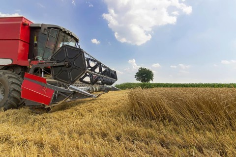 Combine harvesting a wheat field. Combine working the field