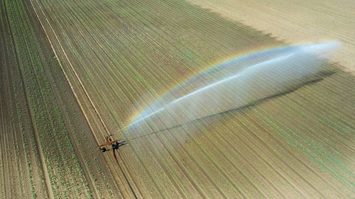 Irrigation equipment watering field. Aerial view. Irrigation of a young plants