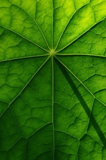 Leaf surface, structure of a nasturtium