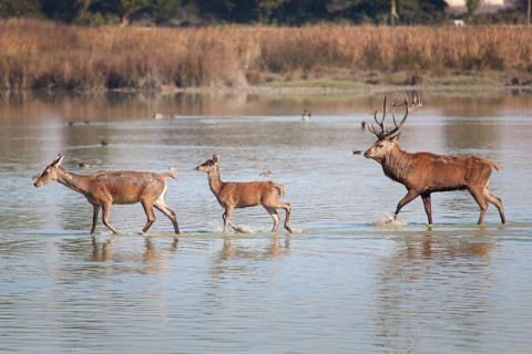 Deers in Salburua, Vitoria, Alava, Spain, Europe