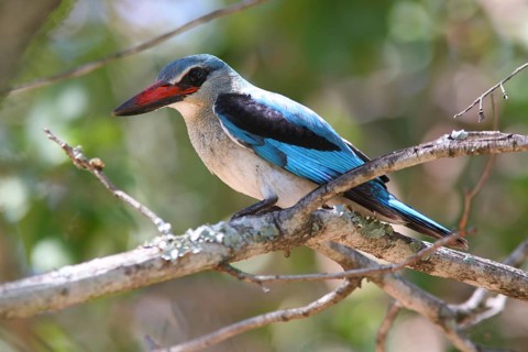 Senegal Kingfisher, Woodland Kingfisher