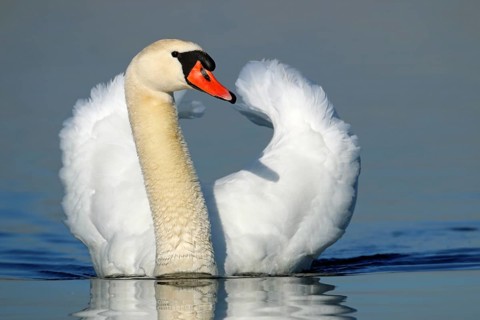 Mute swan, Cygnus olor, courtship display, swimming