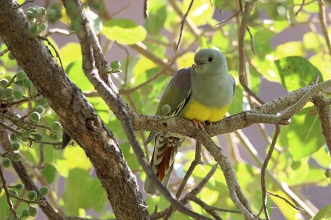 Waala Green Pigeon, Treron waalia, Oman, Asia