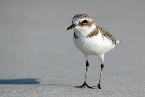 Mongolian Plover, Charadrius mongolus, Oman, Asia
