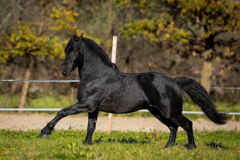 Friesian stallion in the pasture in autumn