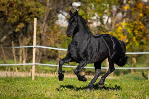 Friesian stallion in the pasture in autumn
