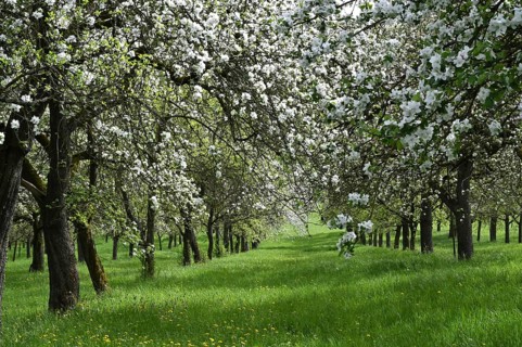 Apple tree blossom, apple tree (Malus domestica), Germany, Bavaria, Lower Franconia, Europe