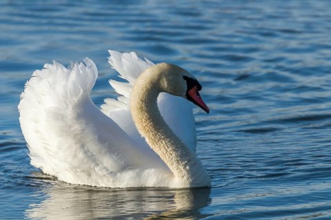 Male Mute Swan Swimming