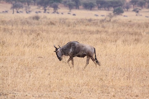 Lone wildebeest searches for food in dry savannah