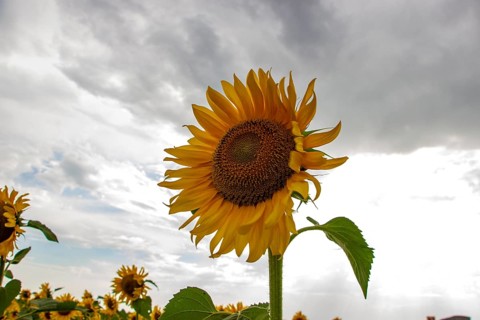 Sunflowers on a background of cloudy sky