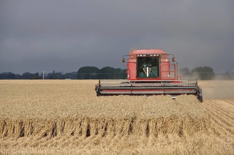TIMARU, NEW ZEALAND, CIRCA FEBRUARY 2010: Farmers harvest a crop of wheat, South Canterbury, New