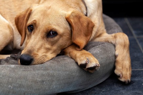 Blonde Labrador retriever dog portrait.