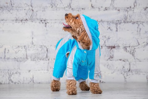 Small funny dog of brown colour with curly hair of toy poodle breed posing in clothes for dogs.