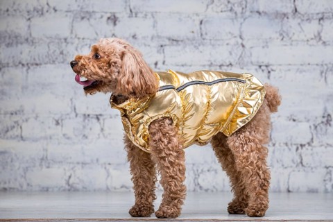 Small funny dog of brown colour with curly hair of toy poodle breed posing in clothes for dogs.