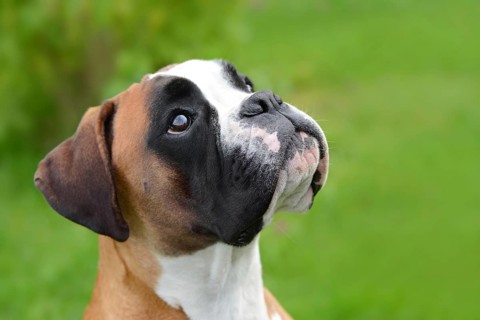 Boxer 336