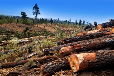 Pine tree felled for timber industry in Orotava Tenerife