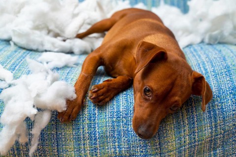 Naughty playful puppy dog after biting a pillow tired of hard work