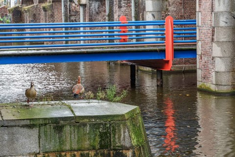 Two ducks on a platform on the water, bridge in the background, Amsterdam, Netherlands